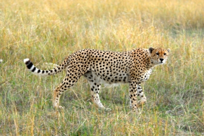 Cheetah