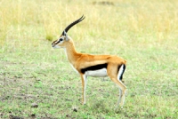 Gazelle