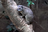 Hyrax