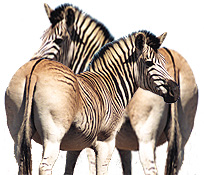 QUAGGA PROJECT