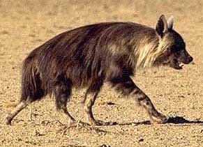 HYAENA SPECIALIST GROUP